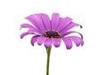 Beautiful purple osteospermum or african daisy flower isola