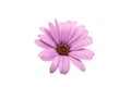 beautiful purple osteospermum or african daisy pink flower