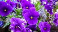 Beautiful Purple Pansies Royalty Free Stock Photo