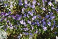 Beautiful Purple pansy blooming flowers growth in the garden Royalty Free Stock Photo