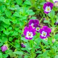 Beautiful purple pansy flowers blooming in the garden Royalty Free Stock Photo