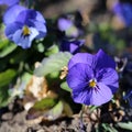 Beautiful Purple Pansy Flowers Blooming Royalty Free Stock Photo