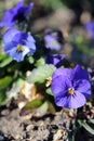 Beautiful Purple Pansy Flowers Blooming Royalty Free Stock Photo