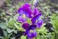Beautiful purple pansy flowers. Close-up. Royalty Free Stock Photo