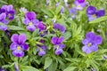 Beautiful purple pansy flowers. Ornamental garden flowers Royalty Free Stock Photo