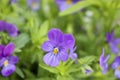 Beautiful purple pansy flowers. Ornamental garden flowers Royalty Free Stock Photo