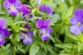 Beautiful purple pansy flowers. Ornamental garden flowers Royalty Free Stock Photo