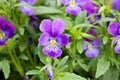 Beautiful purple pansy flowers. Ornamental garden flowers Royalty Free Stock Photo