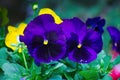 Beautiful purple pansy flowers close-up, selective focus Royalty Free Stock Photo