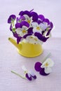 Beautiful purple pansy flowers Royalty Free Stock Photo