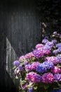 Beautiful purple and parme hydrangea in front of an old wodden door, in a french garden Royalty Free Stock Photo