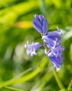 Beautiful purple pastel colors flowers in green nature background Royalty Free Stock Photo