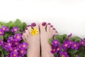 Beautiful purple pedicure on women`s feet with flowers Royalty Free Stock Photo