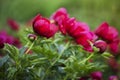 Beautiful purple peonies blooming in garden.