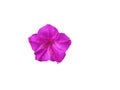 beautiful purple petunia flower Royalty Free Stock Photo