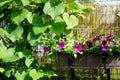 Beautiful purple petunia flowers blossoming in flower pots in a backyard Royalty Free Stock Photo