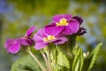 Beautiful purple petunia flowers