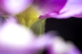 Beautiful purple petunia flowers