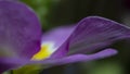 Beautiful purple petunia flowers