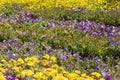 Beautiful purple petunia flowers in flowerbed with other yellow flowers Royalty Free Stock Photo