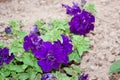 Beautiful purple petunia flowers Royalty Free Stock Photo