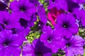 Beautiful purple petunia Royalty Free Stock Photo