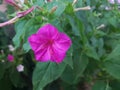 Beautiful purple petunia flowers Royalty Free Stock Photo