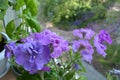 Beautiful purple petunia flowers grow in small garden on the balcony. Blooming summer plants at home Royalty Free Stock Photo
