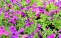 Beautiful Purple Petunia Flowers Royalty Free Stock Photo