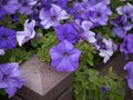 Beautiful purple petunia flowers in summer Royalty Free Stock Photo