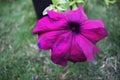 Beautiful purple petunia in garden Royalty Free Stock Photo