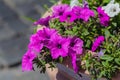 Beautiful purple petunias on a city flowerbed