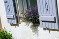 Beautiful purple petunias in the open close windows