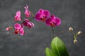 Beautiful purple Phalaenopsis orchid flower. Luxury mini Orchidea Royalty Free Stock Photo