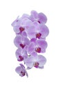 Beautiful purple Phalaenopsis orchid flowers bloom isolated on white background. Royalty Free Stock Photo