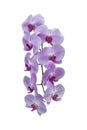 Beautiful purple Phalaenopsis orchid flowers bloom isolated on white background. Royalty Free Stock Photo