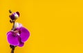 Beautiful purple Phalaenopsis orchid flowers on bright yellow background. Tropical flower, branch of orchid close up. Pink orchid Royalty Free Stock Photo