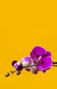 Beautiful purple Phalaenopsis orchid flowers on bright yellow background. Tropical flower, branch of orchid close up. Pink orchid Royalty Free Stock Photo