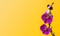 Beautiful purple Phalaenopsis orchid flowers on bright yellow background. Tropical flower, branch of orchid close up. Pink orchid Royalty Free Stock Photo