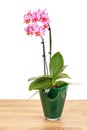 Beautiful purple Phalaenopsis orchid flowers in glass pot on white background. Royalty Free Stock Photo