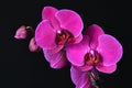 Beautiful purple Phalaenopsis orchid flowers, isolated on black background Royalty Free Stock Photo