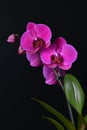 Beautiful purple Phalaenopsis orchid flowers, isolated on black background Royalty Free Stock Photo