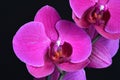 Beautiful purple Phalaenopsis orchid flowers, isolated on black background Royalty Free Stock Photo