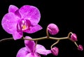 Beautiful purple Phalaenopsis orchid flowers, isolated on black background Royalty Free Stock Photo