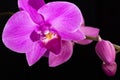 Beautiful purple Phalaenopsis orchid flowers, isolated on black background Royalty Free Stock Photo