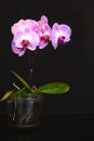 Beautiful purple Phalaenopsis orchid flowers, isolated on black background. Moth dendrobium orchid. Multiple blossoms Royalty Free Stock Photo