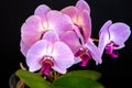 Beautiful purple Phalaenopsis orchid flowers, isolated on black background. Moth dendrobium orchid. Multiple blossoms Royalty Free Stock Photo