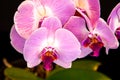 Beautiful purple Phalaenopsis orchid flowers, isolated on black background. Moth dendrobium orchid. Multiple blossoms Royalty Free Stock Photo