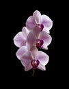 Beautiful purple Phalaenopsis orchid flowers, isolated on black background. Moth dendrobium orchid. Multiple blossoms. Flower in Royalty Free Stock Photo