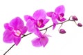 beautiful purple Phalaenopsis orchid flowers, isolated on white background Royalty Free Stock Photo